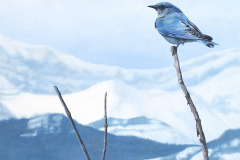 Angela Lorenzen - Mountain Bluebird