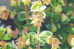 Lucy Cariou - Portrait of an Origanum Amanum