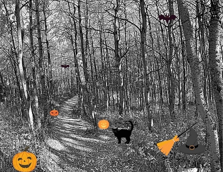 image of spooky forest with halloween characters like pumpkins, black cats, bats and a witch hat and broom along a path